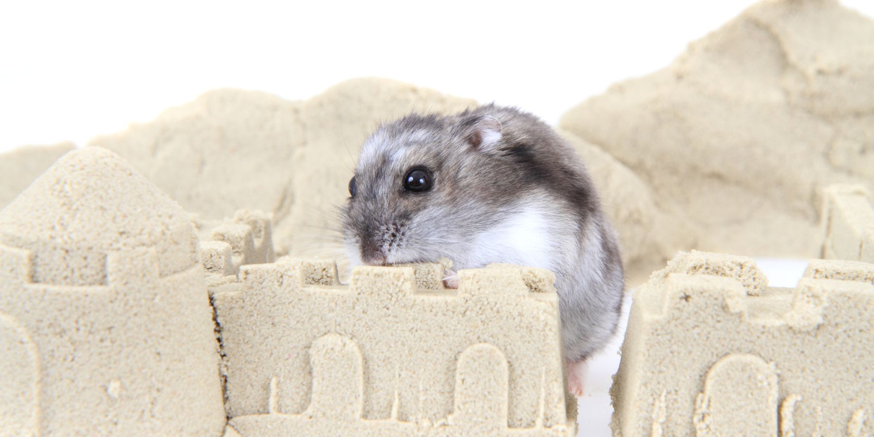 Best & Worst Sand for Hamsters